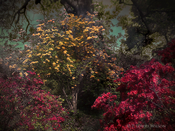 Garden of Eden