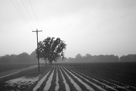 Lonely Tree, Lonely Field