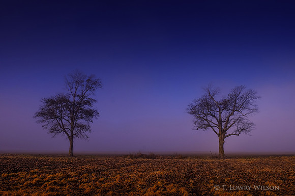 and baby makes three two trees in the mississippi delta